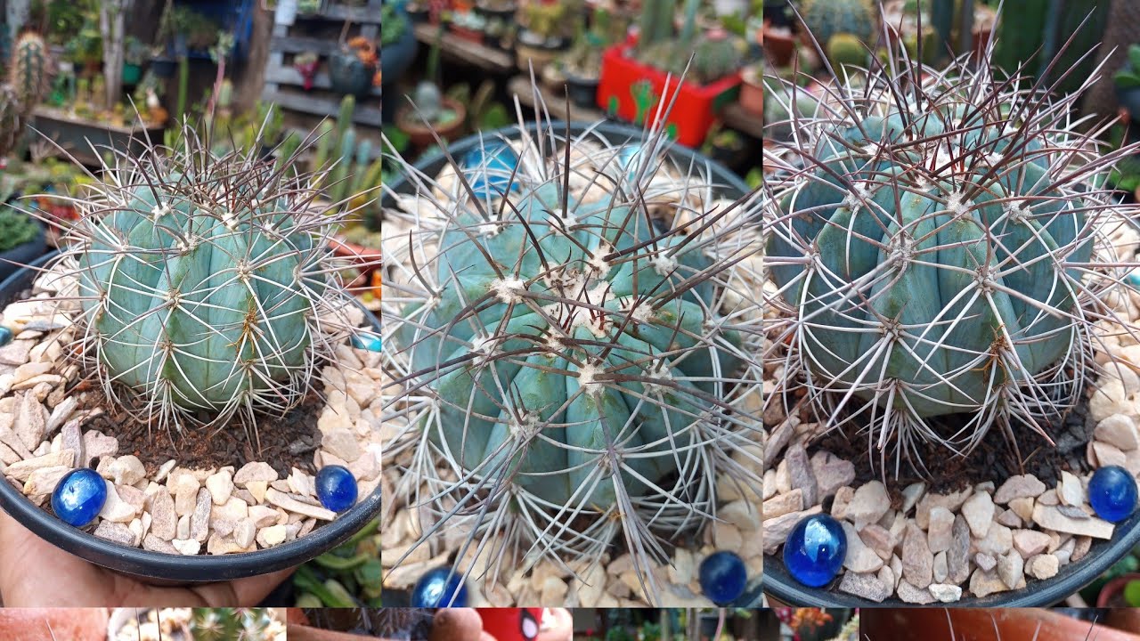 COROA DE FRADE AZUL: MELOCACTUS AZUREUS! - thptnganamst.edu.vn