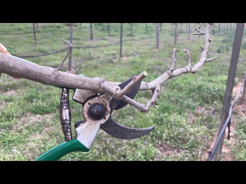 Video: Poda de uvas Muscadine: Aprendiendo a podar una vid Muscadine