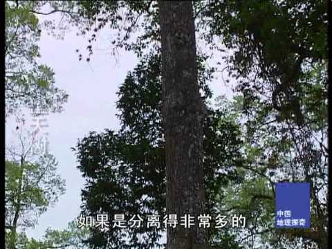 纪录片 出路 中国地理探奇91-望天树-HD高清完整版