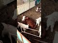 The love of a mother #animals