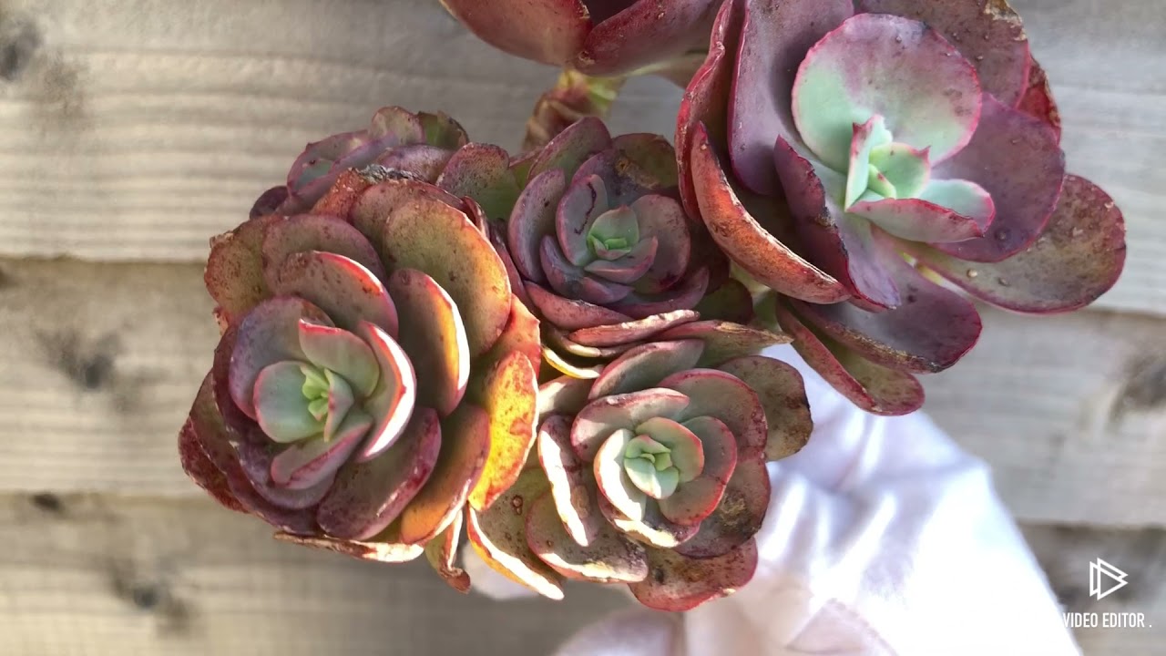Echeveria Suyon