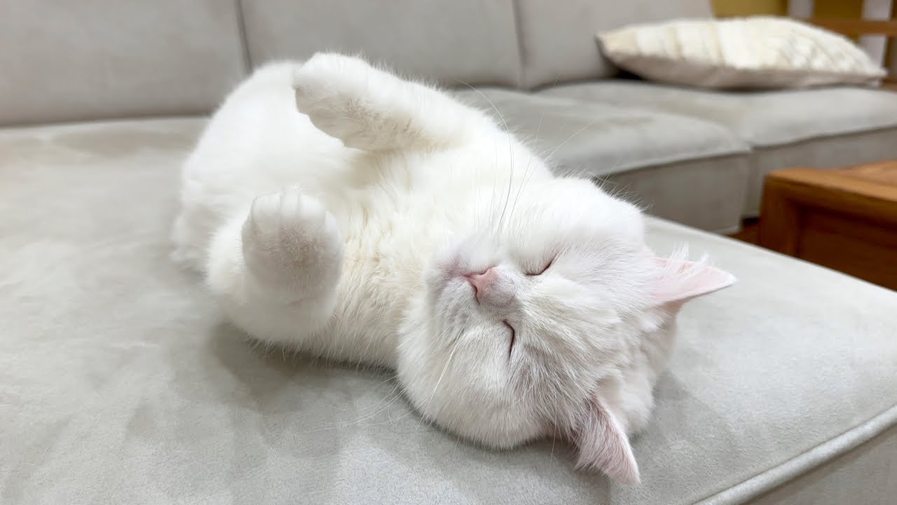 ENG) Fluffy cat has taken over my new sofa lol - YouTube
