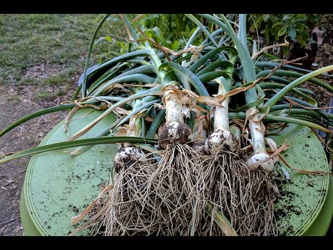 Video: Co je červený česnek Chesnok: Pěstování cibulek červeného česneku Chesnok