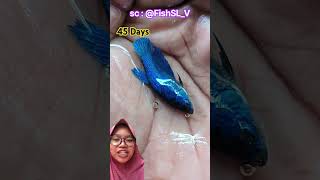 ikan cupang biru cantik ⁉️🌼 sc @FishSL_V