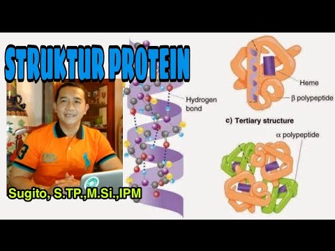 Protein 5 : Stuktur dasar PROTEIN (Struktur Primer, sekunder, tersier dan quartener)