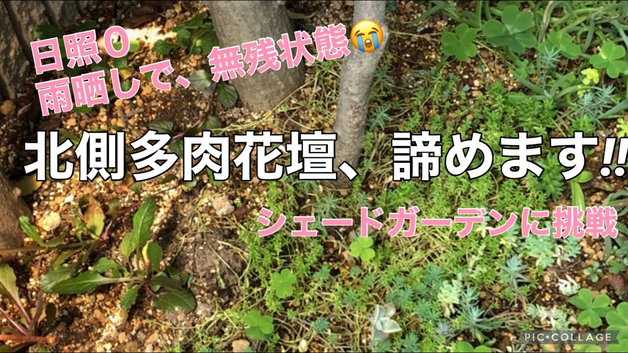 Vol 44 シェードガーデン 北側多肉花壇は諦める Youtube