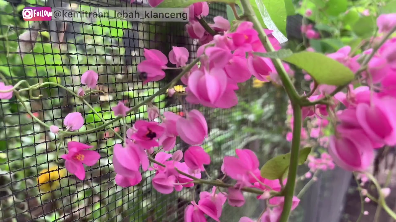 MADU KLANCENG | BUDIDAYA SISTEM KEMITRAAN 