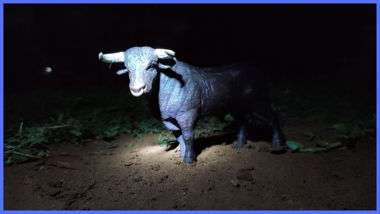 TOURO BRAVO ATACOU O OUTRO #chapeudogato