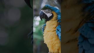 cute bird song ?birdsong parrots bird ytshorts