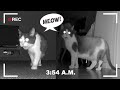 Endless Meowing. What Do Cats Do At Night? Part 4
