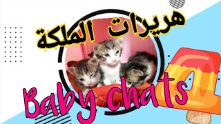 Baby chats _ cut and funycat.  2021قطط_هريرات جميلة.