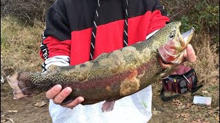 Coopers Rock Lake Fall Trout Stocking (GIANT RAINBOW!!)
