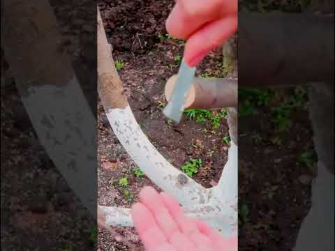 Самый простой способ прививки деревьев Прививка за кору 8