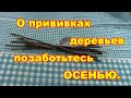 Осень время заготовки черенков для прививок деревьев Подробно что прививаем и на что