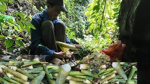 Dũng thật thà || Hôm nay này mình đi rừng lấy măng bương kết hợp với măng nứa tép