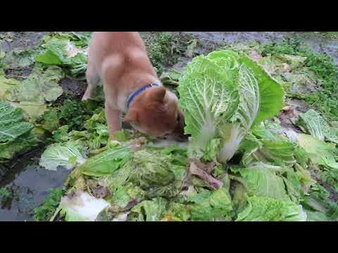 白菜を食べる犬  