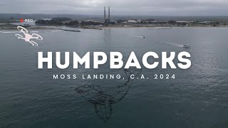 HumpBack Whales in Moss Landing, C.A. (Drone)