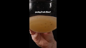 DIY Fruit Fly Trap: Easy and Eco-Friendly Solution