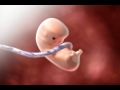 Fetal Development