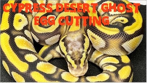 Cypress Desert Ghost Ball Python Egg Cutting