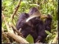 Among Mountain Gorillas