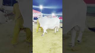 Karachi Cow Mandi 😍 | Kamran Samman Cattle Farm Latest update #cow #bull #cattleworld #animals