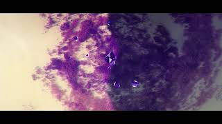 Mugler Alien Extraordinary Garden 54s