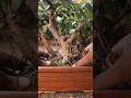 Transplanting a Ficus Microcarpa group bonsai