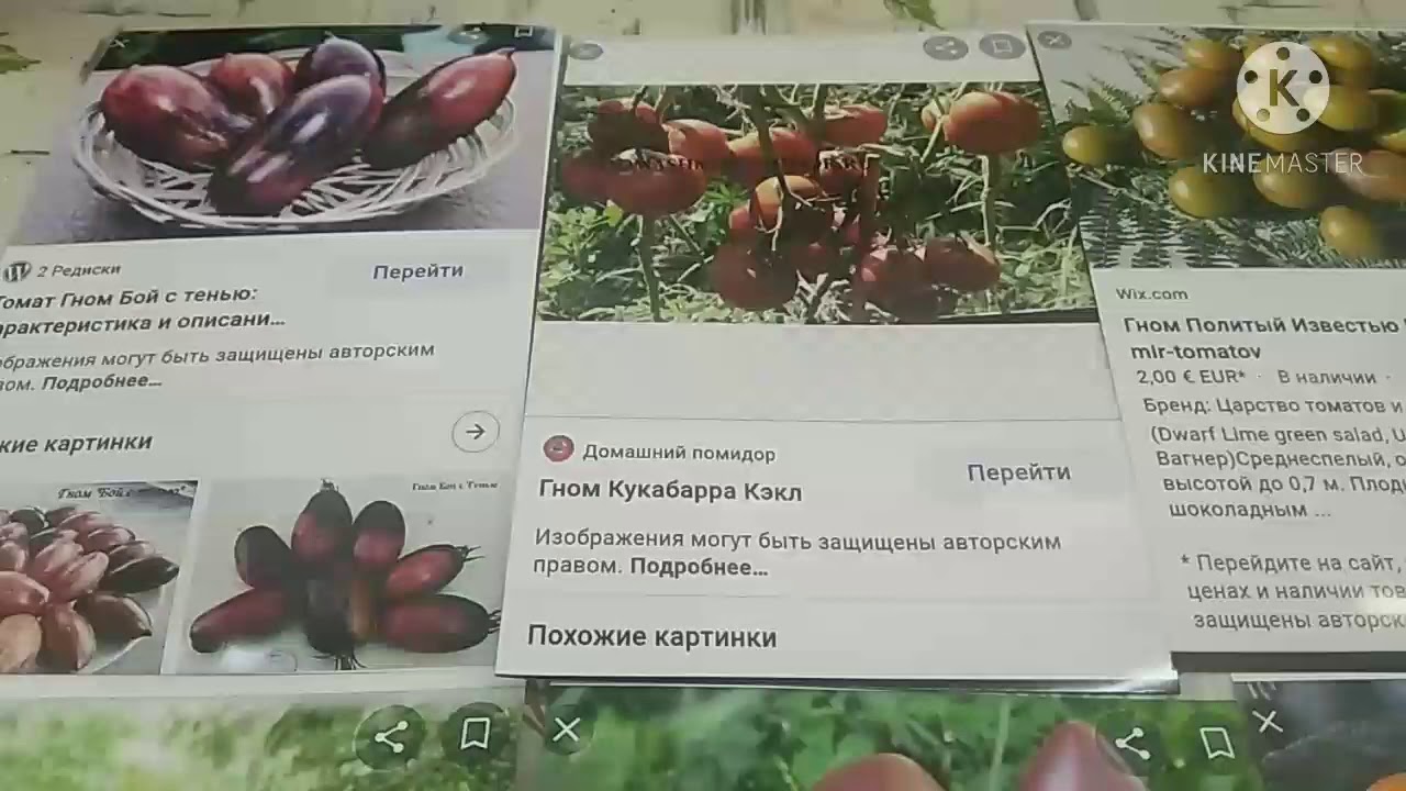 Проект томатный гном что это