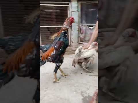 Chicken Mating | hens reproduction.