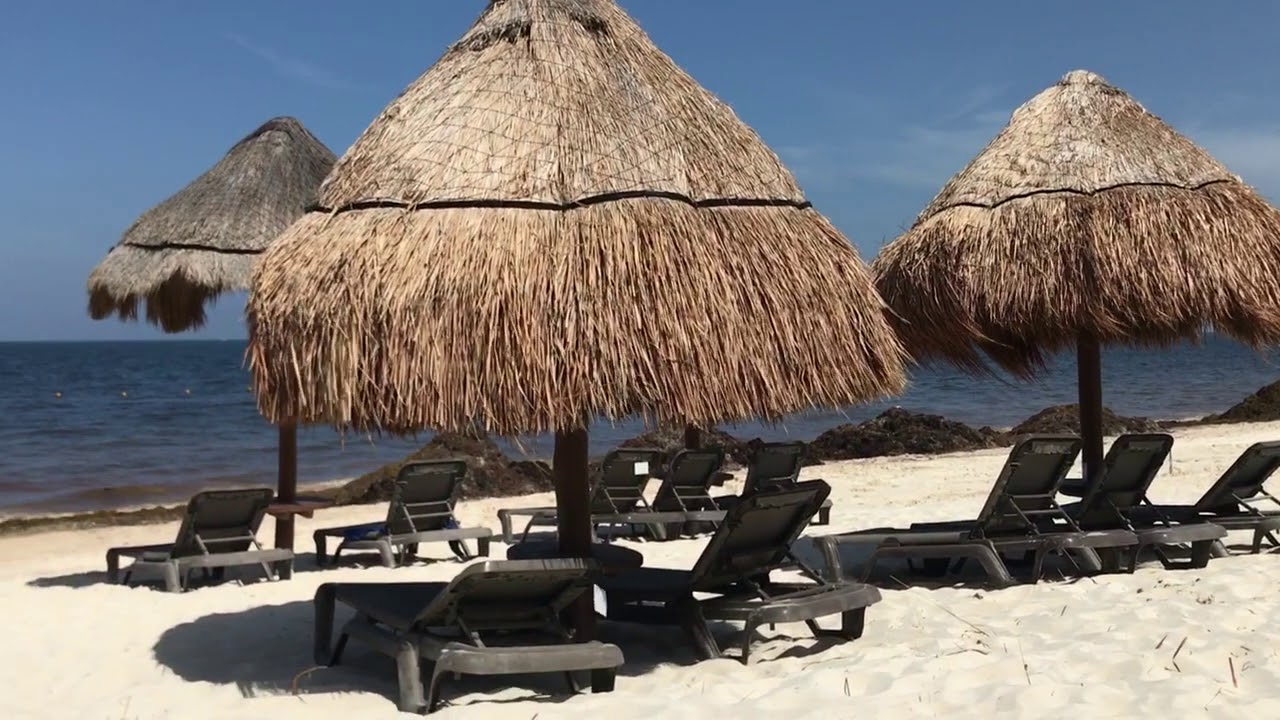 Sargasse seaweed Mexico Playa del Carmen july 2018 YouTube Sargasse seaweed Mexico Playa del Carmen july 2018 YouTube