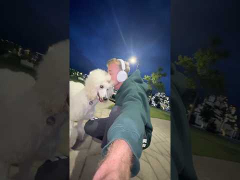КАК МОЖНО ЖИТЬ БЕЗ СОБАКИ?🥹 #plants #собака #poodle #пудель #растения #dogshorts