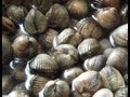 How To Cook Cockles,Fresh Penclawdd, Welsh Cockles.