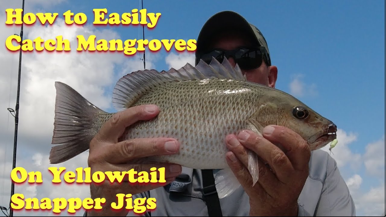 Learn How to Easily Catch Mangrove Snappers on Yellowtail Snapper Jigs in  Tampa Bay, Florida. 