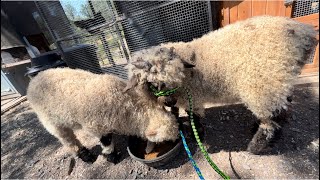 Starting the weaning #valaisblacknose #lambs #farmlife  #lovinglife