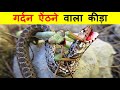 इस जीव से सांप क्यों डरते हैं ? Why Snakes Are Afraid of Mantises