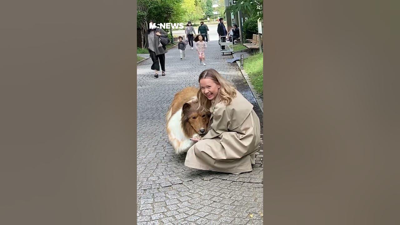 Japanese man spends $21,000 on dog costume to fulfill childhood