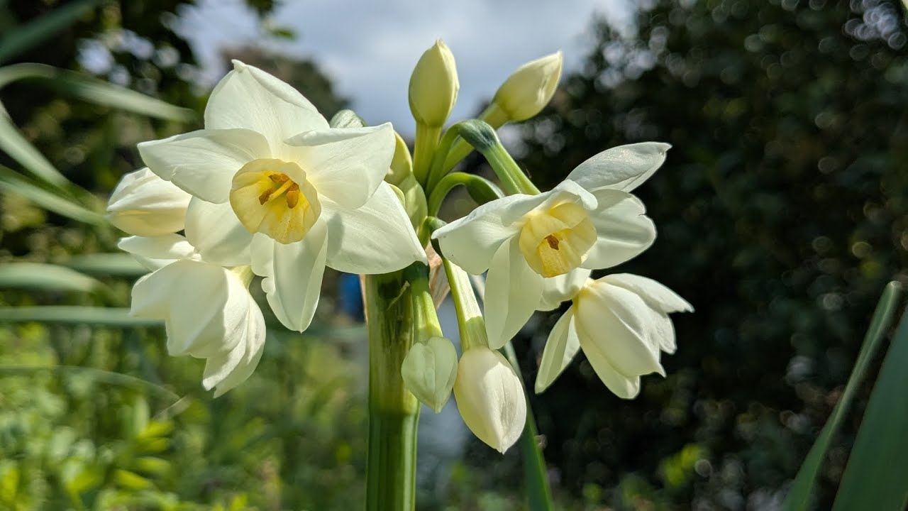 #週末農業　#家庭菜園　#畑作業　#春大根の発芽　#2026.3.7