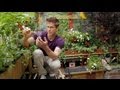 Tiny Williamsburg hipster garden - Urban Gardener video