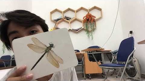 Con chuồn chuồn sự thật về loài côn trùng có thể dự báo thời tiết