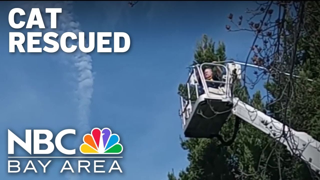 Cat stuck in tree for nearly a week rescued in Vacaville - YouTube