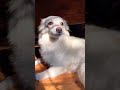 dog love ❤️ #animals #petlover #dogs #dogshorts #dog #dogvideos #trending #shorts #hindisong