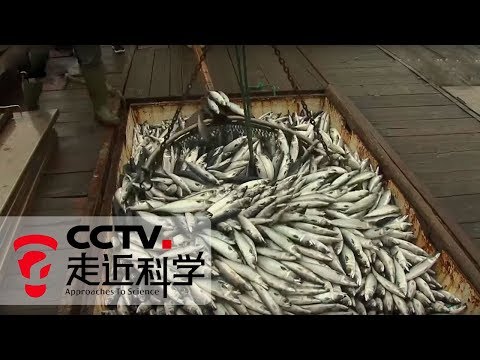 《走近科学》 大海捕鱼记 跟踪探寻大海里的渔业资源 20190214 | CCTV走近科学官方频道