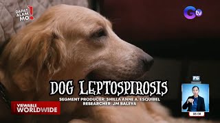 Leptospirosis sa aso, paano maiiwasan? | Dapat Alam Mo!