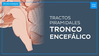 Tronco encefálico - Anatomía Fácil | Kenhub Tronco encefálico - Anatomía Fácil | Kenhub