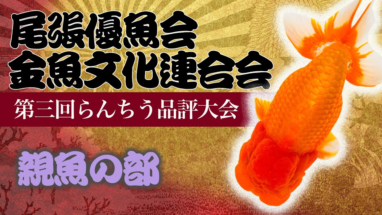 ◇也光らんちゅう◇ 3歳メス（大会用）親魚最終出品17.5cm 2