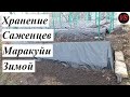 Хранение Саженцев Маракуйи Зимой