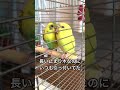 ぴっぴとちゃぴのふたりの絆【思い出シリーズ】 #インコ #インコまるけ #セキセイインコ #budgie #鳥 #パートナー