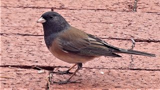 Dark-eyed Junco Bird - Song and Call