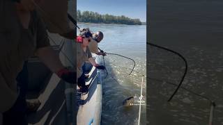 #midwest #fishing #missouri #catfish #ytviral #yt #fish #bankpole #bigcat   #ytshortsvideo